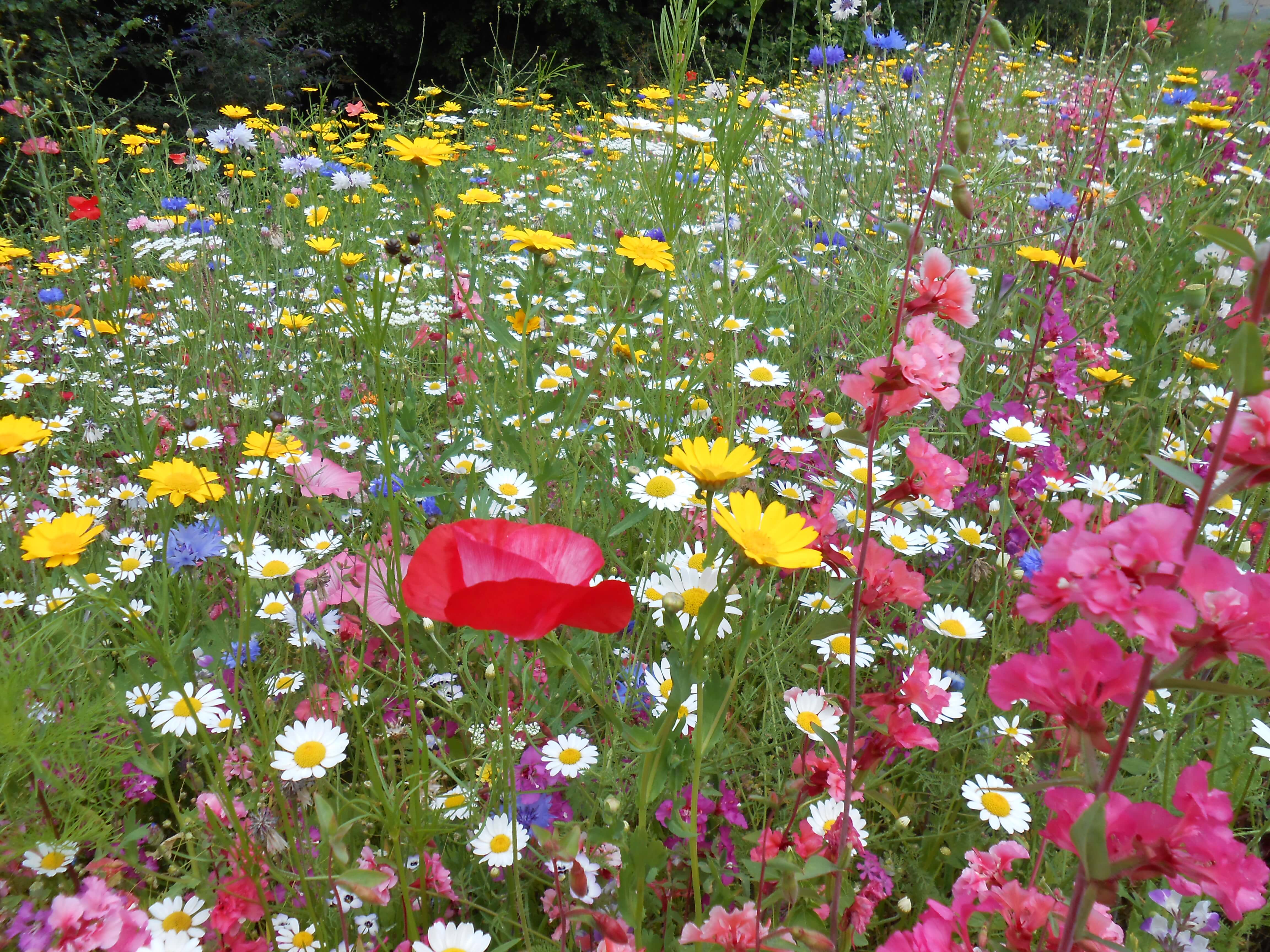 The butterfly garden in 2014