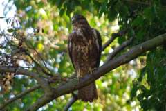buzzard2