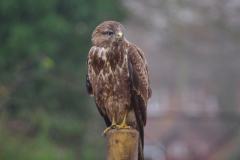 buzzard3